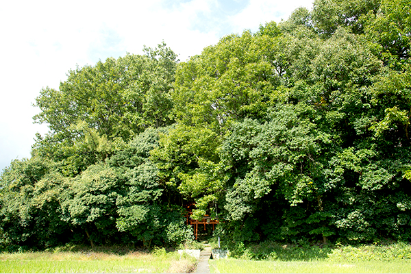 农田对面广袤的猫神社（千吉稻荷神社）森林。