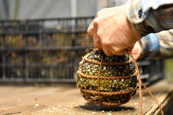 Shape the dirt, plant the seedling, and wrap it with shuro rope