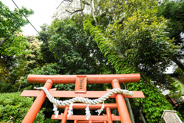 摂社の「黒光稲荷神社」の一位樫の木。