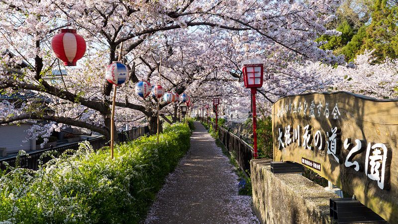 綺麗なタカラズカ 花 すべての美しい花の画像